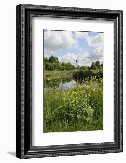 Wind Pump, Charlock (Sinapis Arvensis) Flowering in the Foreground, Wicken Fen, Cambridgeshire, UK-Terry Whittaker-Framed Photographic Print