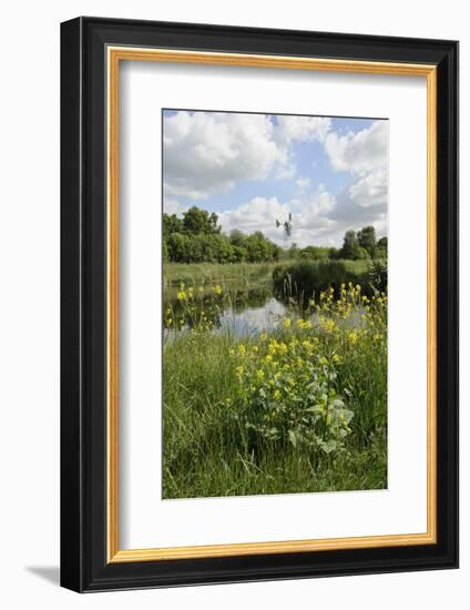 Wind Pump, Charlock (Sinapis Arvensis) Flowering in the Foreground, Wicken Fen, Cambridgeshire, UK-Terry Whittaker-Framed Photographic Print