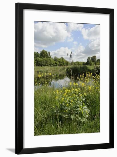 Wind Pump, Charlock (Sinapis Arvensis) Flowering in the Foreground, Wicken Fen, Cambridgeshire, UK-Terry Whittaker-Framed Photographic Print