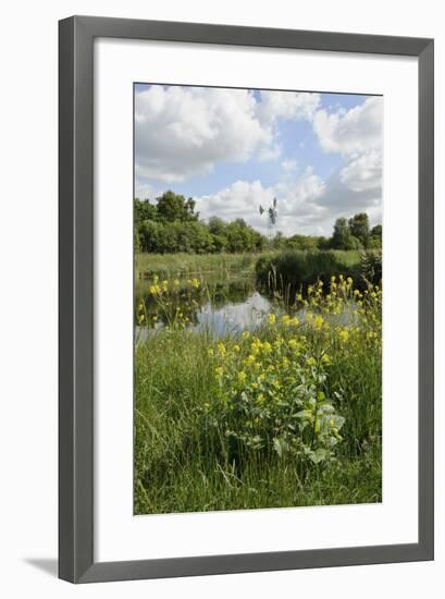 Wind Pump, Charlock (Sinapis Arvensis) Flowering in the Foreground, Wicken Fen, Cambridgeshire, UK-Terry Whittaker-Framed Photographic Print