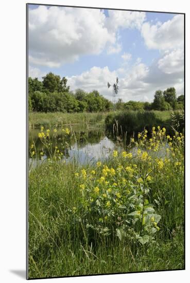 Wind Pump, Charlock (Sinapis Arvensis) Flowering in the Foreground, Wicken Fen, Cambridgeshire, UK-Terry Whittaker-Mounted Photographic Print