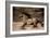 Wind Runner-Lisa Dearing-Framed Photographic Print