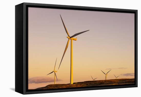 Wind turbines at sunset, Whitelee Wind Farm, East Renfrewshire, Scotland, United Kingdom, Europe-John Guidi-Framed Premier Image Canvas