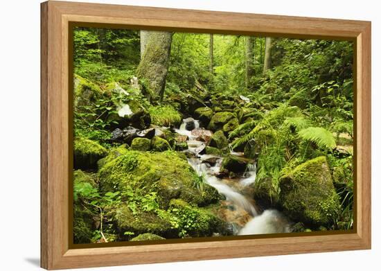 Windberg Waterfall, Near St. Blasien, Black Forest, Baden-Wurttemberg, Germany, Europe-Jochen Schlenker-Framed Premier Image Canvas