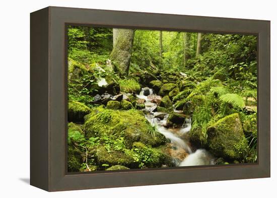 Windberg Waterfall, Near St. Blasien, Black Forest, Baden-Wurttemberg, Germany, Europe-Jochen Schlenker-Framed Premier Image Canvas