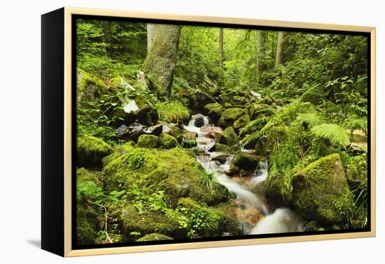 Windberg Waterfall, Near St. Blasien, Black Forest, Baden-Wurttemberg, Germany, Europe-Jochen Schlenker-Framed Premier Image Canvas