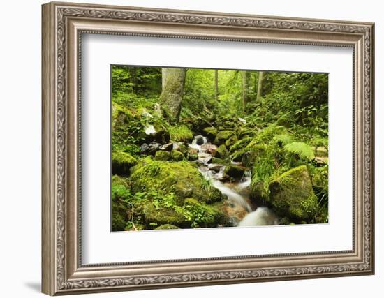 Windberg Waterfall, Near St. Blasien, Black Forest, Baden-Wurttemberg, Germany, Europe-Jochen Schlenker-Framed Photographic Print