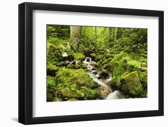 Windberg Waterfall, Near St. Blasien, Black Forest, Baden-Wurttemberg, Germany, Europe-Jochen Schlenker-Framed Photographic Print