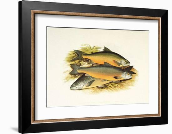 Windermere Charr-null-Framed Art Print