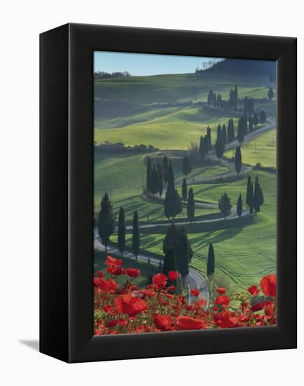 Winding Road and Poppies, Montichiello, Tuscany, Italy, Europe-Angelo Cavalli-Framed Premier Image Canvas