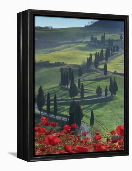 Winding Road and Poppies, Montichiello, Tuscany, Italy, Europe-Angelo Cavalli-Framed Premier Image Canvas