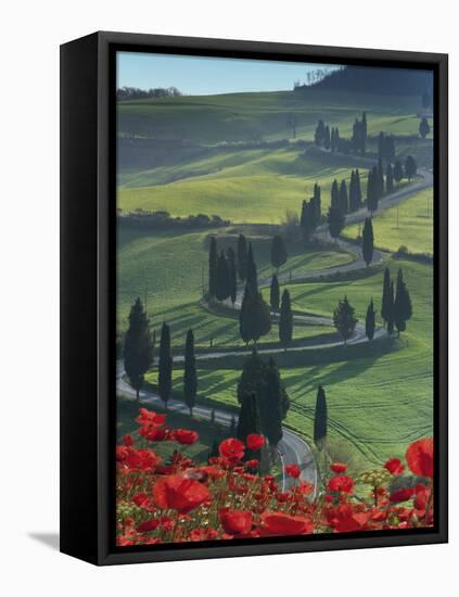 Winding Road and Poppies, Montichiello, Tuscany, Italy, Europe-Angelo Cavalli-Framed Premier Image Canvas