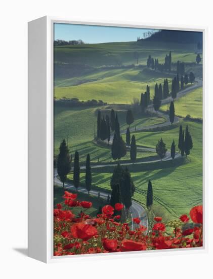 Winding Road and Poppies, Montichiello, Tuscany, Italy, Europe-Angelo Cavalli-Framed Premier Image Canvas