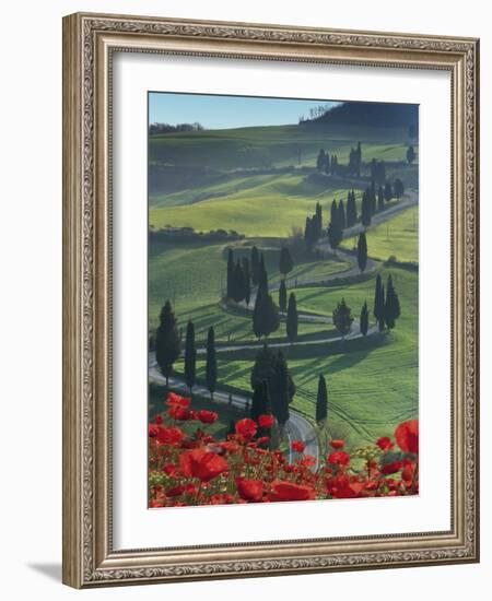 Winding Road and Poppies, Montichiello, Tuscany, Italy, Europe-Angelo Cavalli-Framed Photographic Print