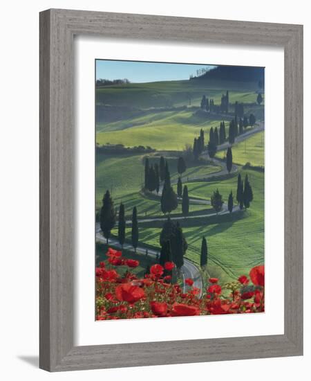 Winding Road and Poppies, Montichiello, Tuscany, Italy, Europe-Angelo Cavalli-Framed Photographic Print