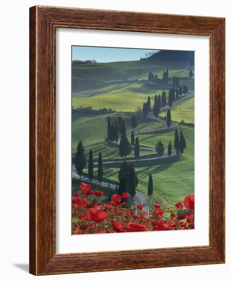 Winding Road and Poppies, Montichiello, Tuscany, Italy, Europe-Angelo Cavalli-Framed Photographic Print