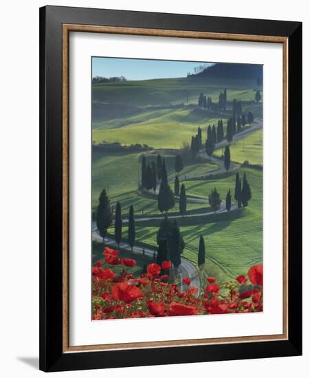 Winding Road and Poppies, Montichiello, Tuscany, Italy, Europe-Angelo Cavalli-Framed Photographic Print