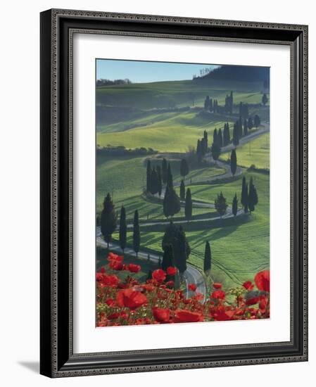 Winding Road and Poppies, Montichiello, Tuscany, Italy, Europe-Angelo Cavalli-Framed Photographic Print