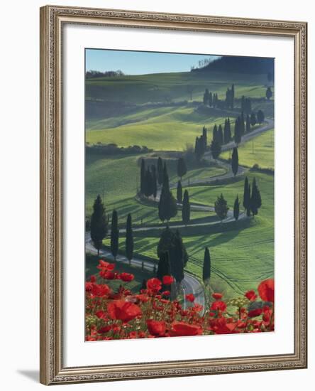 Winding Road and Poppies, Montichiello, Tuscany, Italy, Europe-Angelo Cavalli-Framed Photographic Print