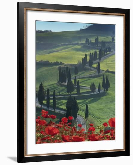 Winding Road and Poppies, Montichiello, Tuscany, Italy, Europe-Angelo Cavalli-Framed Photographic Print