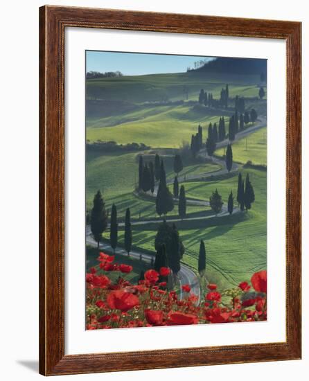 Winding Road and Poppies, Montichiello, Tuscany, Italy, Europe-Angelo Cavalli-Framed Photographic Print