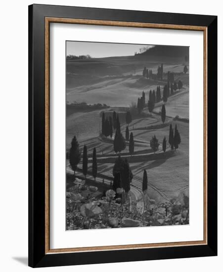 Winding Road and Poppies, Montichiello, Tuscany, Italy, Europe-Angelo Cavalli-Framed Photographic Print