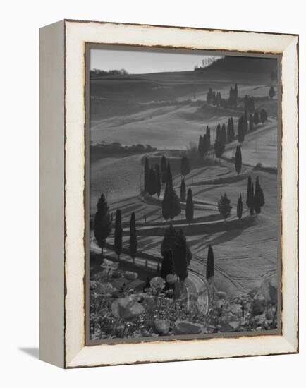 Winding Road and Poppies, Montichiello, Tuscany, Italy, Europe-Angelo Cavalli-Framed Premier Image Canvas