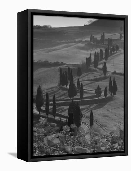 Winding Road and Poppies, Montichiello, Tuscany, Italy, Europe-Angelo Cavalli-Framed Premier Image Canvas