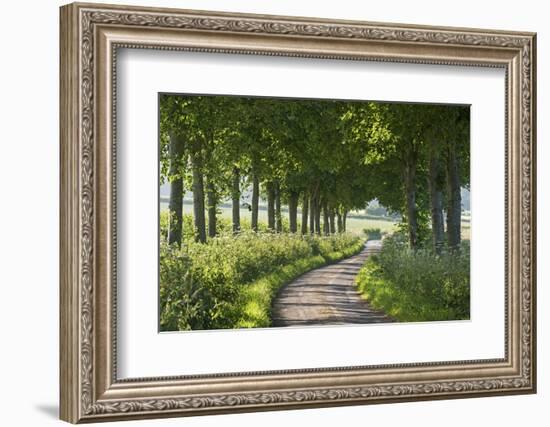 Winding Tree Lined Country Lane, Dorset, England. Summer (July)-Adam Burton-Framed Photographic Print