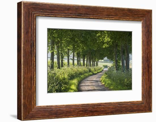 Winding Tree Lined Country Lane, Dorset, England. Summer (July)-Adam Burton-Framed Photographic Print