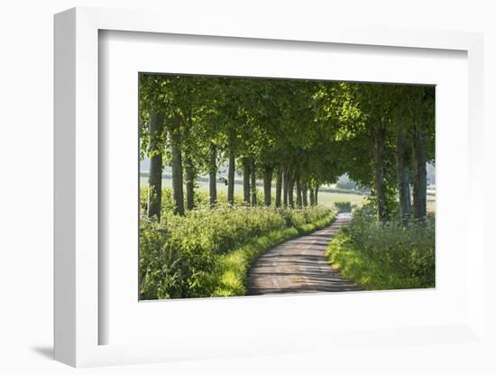 Winding Tree Lined Country Lane, Dorset, England. Summer (July)-Adam Burton-Framed Photographic Print