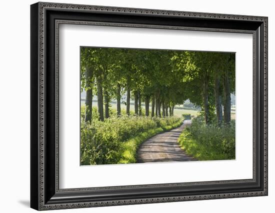 Winding Tree Lined Country Lane, Dorset, England. Summer (July)-Adam Burton-Framed Photographic Print