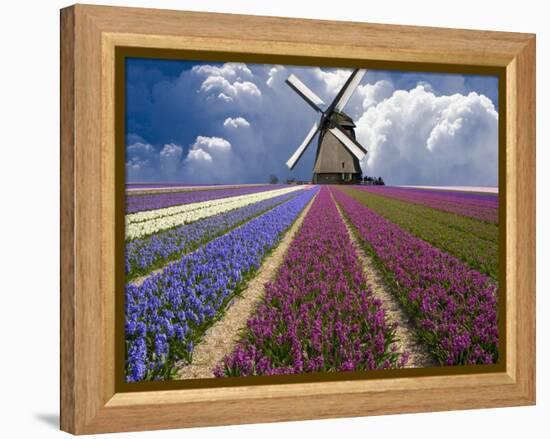 Windmill and Flower Field in Holland-Jim Zuckerman-Framed Premier Image Canvas