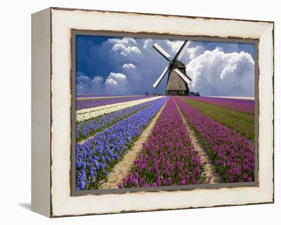 Windmill and Flower Field in Holland-Jim Zuckerman-Framed Premier Image Canvas