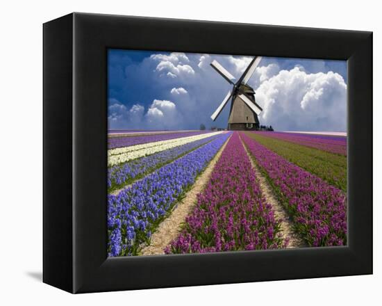 Windmill and Flower Field in Holland-Jim Zuckerman-Framed Premier Image Canvas