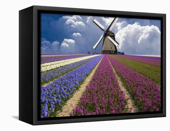 Windmill and Flower Field in Holland-Jim Zuckerman-Framed Premier Image Canvas