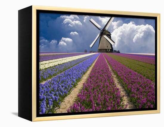 Windmill and Flower Field in Holland-Jim Zuckerman-Framed Premier Image Canvas