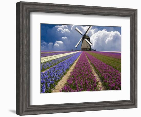 Windmill and Flower Field in Holland-Jim Zuckerman-Framed Photographic Print