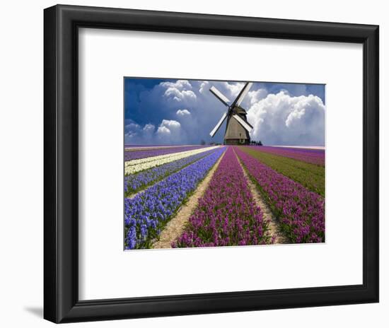 Windmill and Flower Field in Holland-Jim Zuckerman-Framed Photographic Print