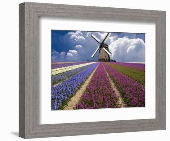 Windmill and Flower Field in Holland-Jim Zuckerman-Framed Photographic Print