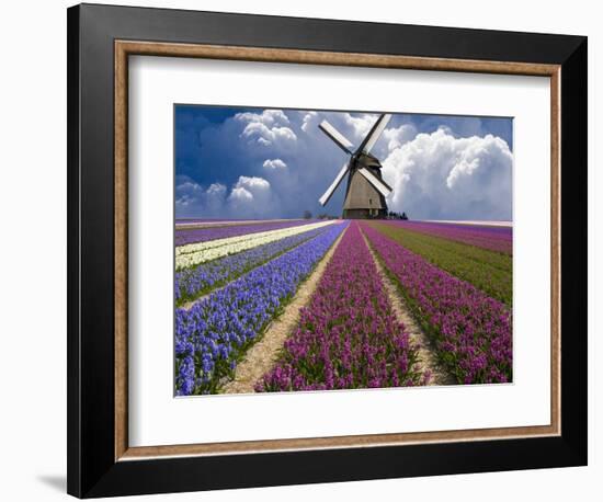 Windmill and Flower Field in Holland-Jim Zuckerman-Framed Photographic Print