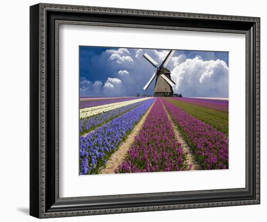 Windmill and Flower Field in Holland-Jim Zuckerman-Framed Photographic Print