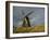 Windmill at Open Air Museum, Skagen, North Jutland, Denmark, Scandinavia, Europe-Ken Gillham-Framed Photographic Print