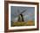 Windmill at Open Air Museum, Skagen, North Jutland, Denmark, Scandinavia, Europe-Ken Gillham-Framed Photographic Print