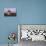 Windmill Near Tefia, Fuerteventura, Canary Islands-Peter Thompson-Photographic Print displayed on a wall