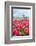 Windmills and tulip fields full of flowers in Netherland-Francesco Riccardo Iacomino-Framed Photographic Print