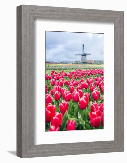 Windmills and tulip fields full of flowers in Netherland-Francesco Riccardo Iacomino-Framed Photographic Print