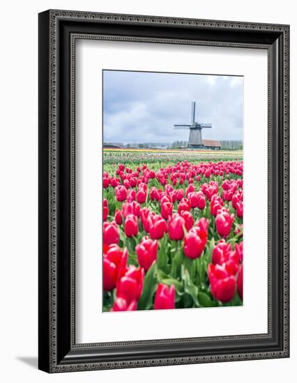 Windmills and tulip fields full of flowers in Netherland-Francesco Riccardo Iacomino-Framed Photographic Print