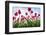 Windmills and tulip fields full of flowers in the Netherlands-Francesco Riccardo Iacomino-Framed Photographic Print