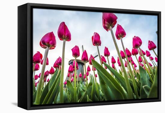 Windmills and tulip fields full of flowers in the Netherlands-Francesco Riccardo Iacomino-Framed Premier Image Canvas